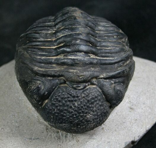 Bargain Phacops Trilobite From Morocco - #7955